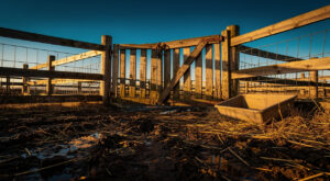 Épisy : le sénateur Durox visite la ferme d'Olin, 40 000 € de pertes non indemnisées