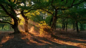 Eure : le préfet alerte sur le risque maximal de feux de forêt