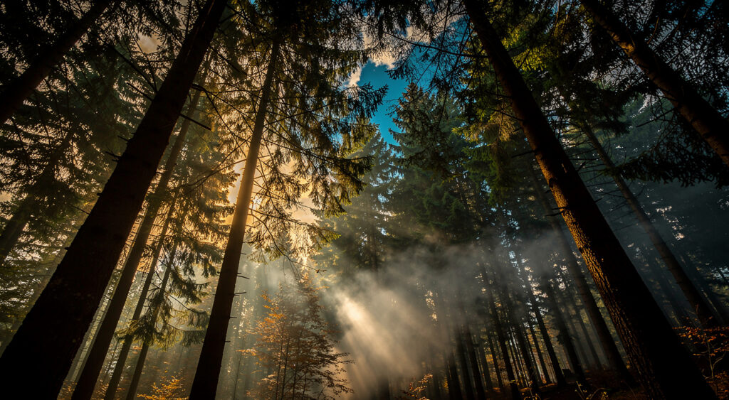 Feux de forêt : exercice grandeur nature samedi au massif des Trois-Châteaux