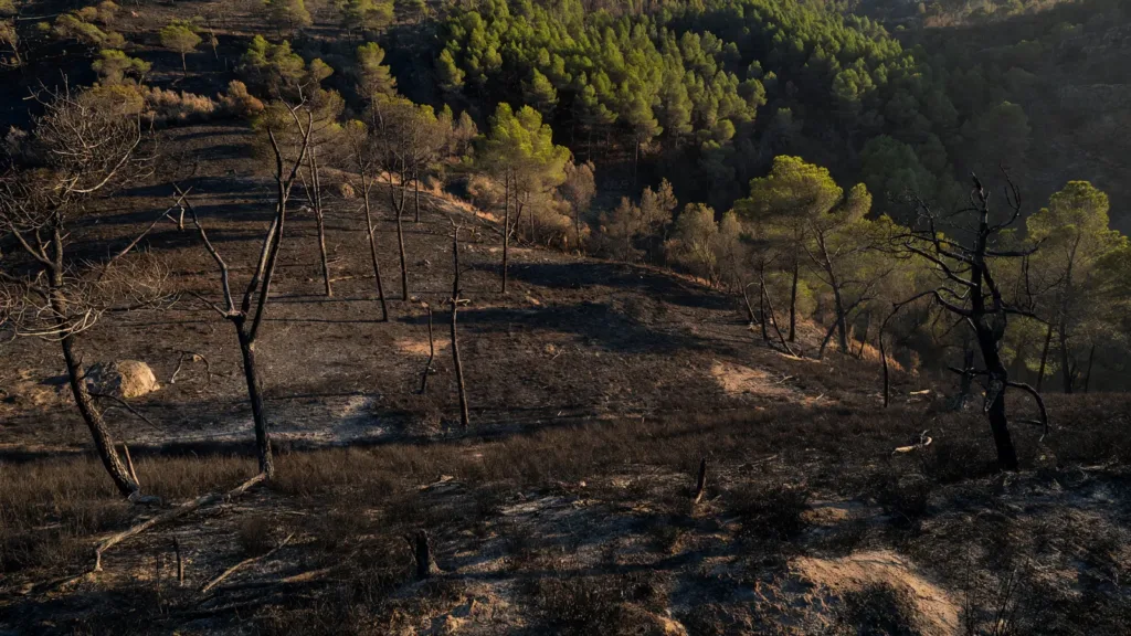 Haute-Corse : l'incendie de végétation à Vivario maîtrisé après avoir parcouru 3 hectares
