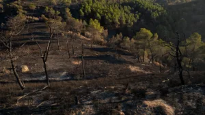 Haute-Corse : l&rsquo;incendie de végétation à Vivario maîtrisé après avoir parcouru 3 hectares
