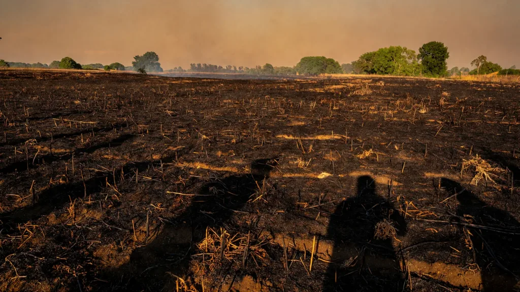 Incendie à Touchay : plus de 25 hectares de cultures ravagés, 44 évacués sous canicule