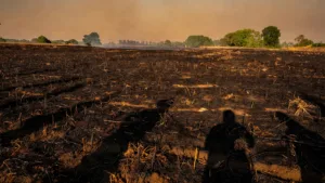 Incendie à Touchay : plus de 25 hectares de cultures ravagés, 44 évacués sous canicule