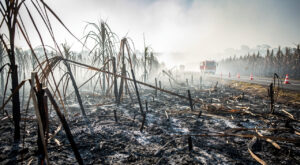 Incendie de 21 hectares de canne à Sainte-Rose sur la RN2 : les pompiers du SDIS 971 maîtrisent le feu ce mardi matin