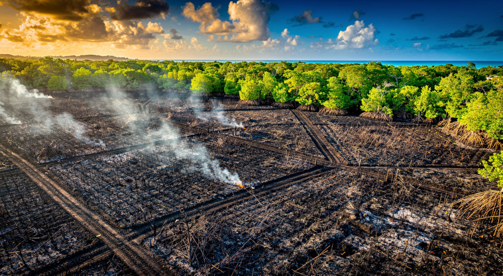 Incendie de 2,5 ha de cannes à Petit-Bourg : bovin sauvé, mangrove menacée