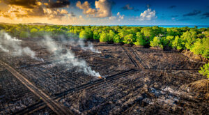 Incendie de 2,5 ha de cannes à Petit-Bourg : bovin sauvé, mangrove menacée