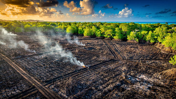 Incendie de 2,5 ha de cannes à Petit-Bourg : bovin sauvé, mangrove menacée