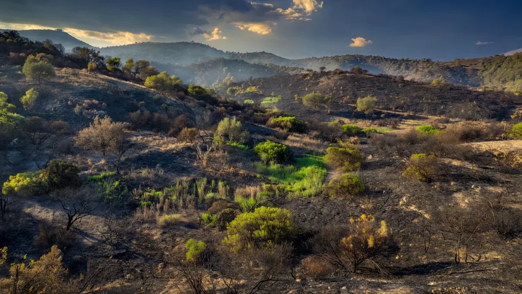 Incendie de Castello-di-Rostino en Haute-Corse : 64 hectares de maquis brûlés, incendie fixé