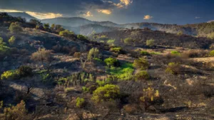 Incendie de Castello-di-Rostino en Haute-Corse : 64 hectares de maquis brûlés, incendie fixé