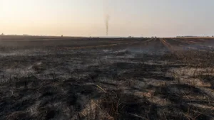 Incendie de moisson maîtrisé à Poulaines : 42 pompiers mobilisés
