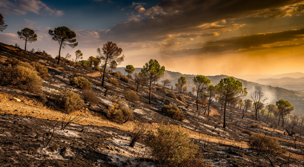 Incendie de végétation à Tanneron : 3 000 m² touchés, feu fixé par les pompiers du Var