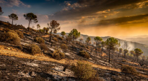 Incendie de végétation à Tanneron : 3 000 m² touchés, feu fixé par les pompiers du Var