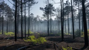 Incendies à Remoulins : un suspect interpellé passe aux aveux