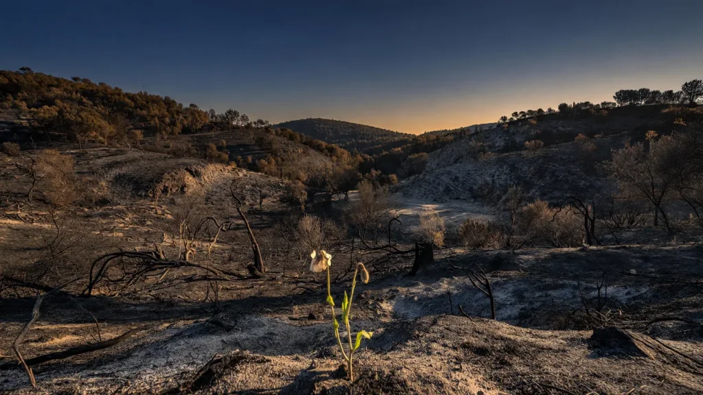 Incendies dans l'Aude : le Département lance sa campagne de prévention après le mégafeu de 2025