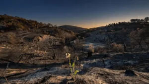 Incendies dans l&rsquo;Aude : le Département lance sa campagne de prévention après le mégafeu de 2025