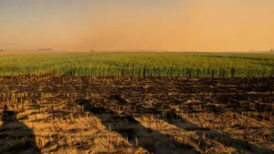 Indre : près de 150 hectares brûlés en une semaine, premières restrictions face à la canicule