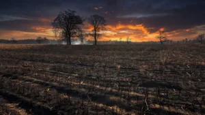 Indre : un incendie ravage 110 hectares de terres agricoles en pleine canicule
