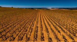 Lézignan-Corbières : table ronde sur la viticulture avec le préfet Bucquet