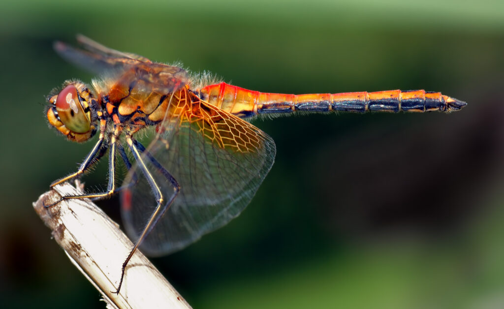 Libelle