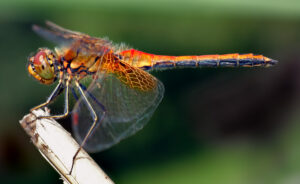 Libelle