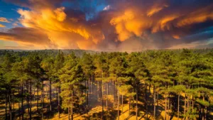 Lot-et-Garonne : vigilance orange feux de forêt, restrictions sévères dès jeudi