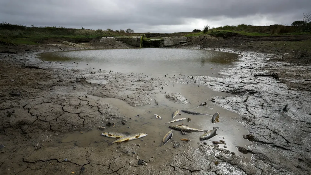 Loudéac : opération d’urgence pour sauver des milliers de poissons à l’étang de La Motte