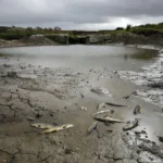 Loudéac : opération d’urgence pour sauver des milliers de poissons à l’étang de La Motte
