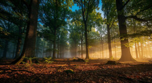 Mayenne : exercice feux de forêt le 18 juin dans la Grande Charnie