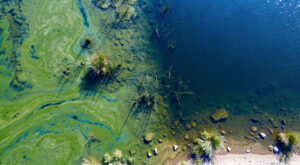 Miribel-Jonage : un chien meurt après baignade, suspicion de cyanobactéries
