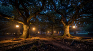 Nuits des Forêts 2026 : balades, contes et ornithologie gratuits au Domaine de Saint-Cloud