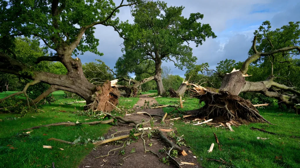 Orage violent à Crépy-en-Valois : une trentaine d'arbres couchés, parcs fermés (Oise)