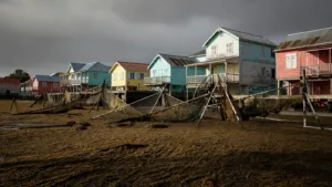 Petit-Bourg : sargasses massives au port, écoles en demi-jauge les 18-19 juin