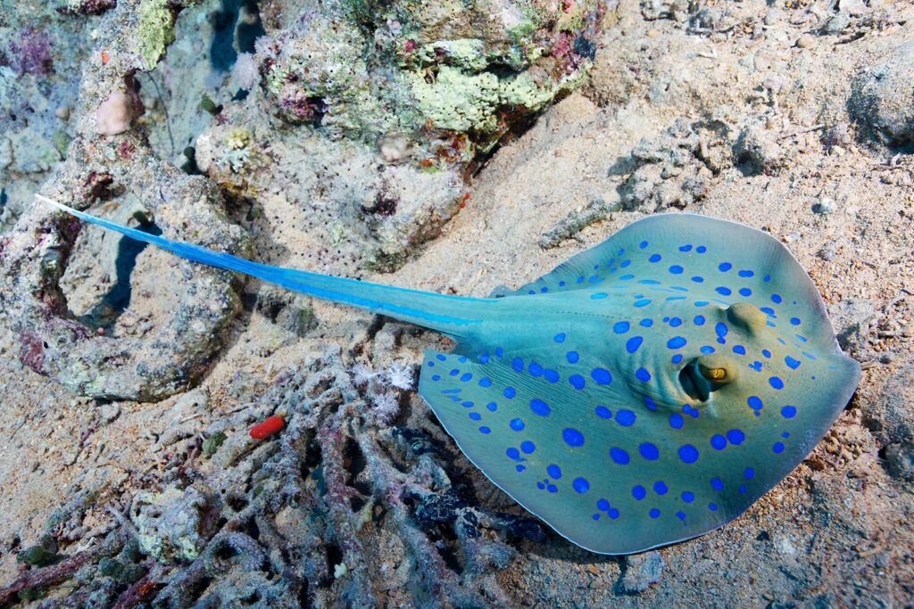 Ray