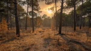 Risque incendie en Charente-Maritime : les 5 gestes simples des pompiers pour éviter les feux de forêt