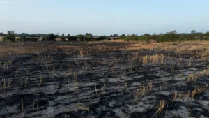 Saint-Félix et Marsais : 50 hectares de végétation détruits par un incendie le 24 juin