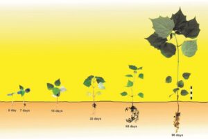 Sapling