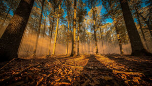 Sarthe : SDIS et ONF lancent la campagne 2026 de prévention des feux de forêt