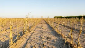 Sécheresse dans l&rsquo;Aube : restrictions d&rsquo;eau renforcées pour particuliers, entreprises et agriculteurs
