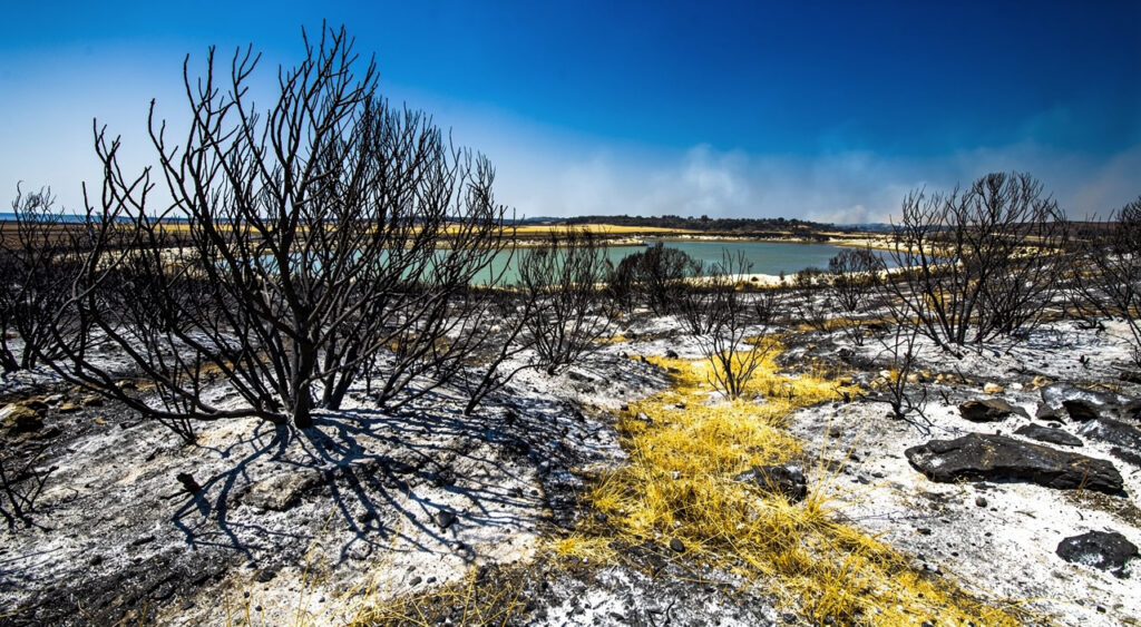 Sigean (Aude) : 40 pompiers sur un feu de végétation de 3 000 m² près de Port Mahon