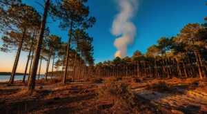 Soustons : 3 200 m² de pins brûlés près de l&rsquo;étang de Pinsolle, feu maîtrisé