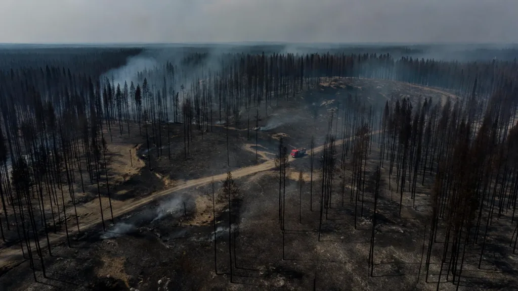 Sud-Saumurois : l'incendie de la forêt de Brignon est éteint après 110 hectares brûlés
