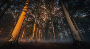 Versailles : un multirécidiviste visé par deux mandats d&rsquo;arrêt interpellé pour tentative de viol en forêt