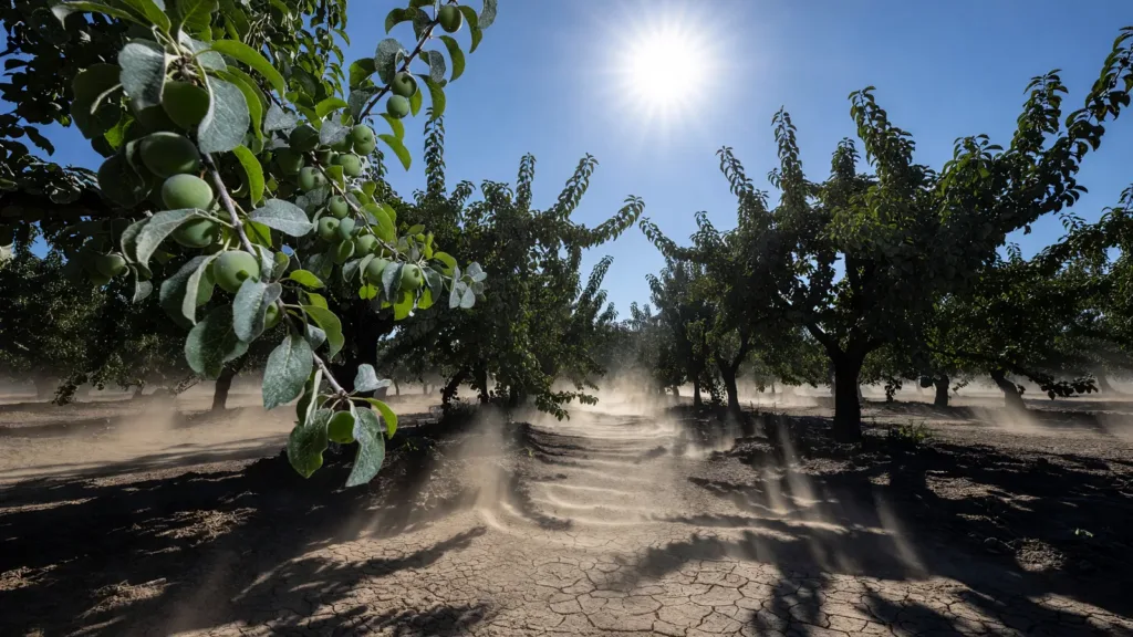 Vigilance rouge canicule en Lot-et-Garonne : les producteurs de pruneaux d'Agen luttent pour sauver la récolte d'août