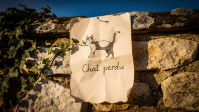 Villefranche-d&rsquo;Albigeois : appel à témoins pour retrouver le chat Ugo, disparu depuis le 4 juin