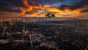 Yonne : 150 hectares de céréales et sous-bois ravagés par un incendie à Bazarnes