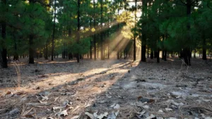 Yvelines : canicule et risque incendie, vigilance orange et restrictions strictes en forêt