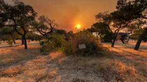Yvelines : vigilance orange incendies de forêt maintenue, le préfet impose des restrictions