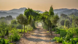 Ajaccio vote 310 000 € pour les jardins des Cannes