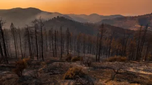 Algérie : 1 968 incendies éteints après trois semaines de lutte acharnée