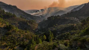 Algérie : les incendies repartent en Kabylie après deux jours de calme